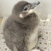 プールデビューめざして頑張れ！「ふうりん」