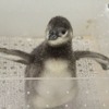 プールデビューめざして頑張れ！「ふうりん」