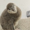 プールデビューめざして頑張れ！「ふうりん」