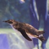 2015年にプールデビューした「たいこ」　写真は昨年デビュー時のようす