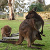 動物園や、また街から離れると自然のカンガルーも多く見かける