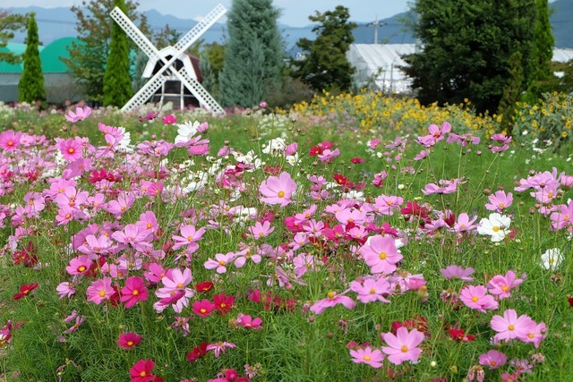 勝沼には旅日記というハーブ園も。入園無料で綺麗な花を存分に鑑賞できる。