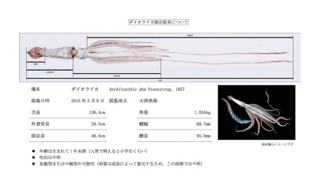 今回発見された子どものダイオウイカのデータ