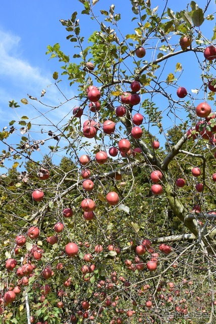 たわわに実ったりんごを収穫する。