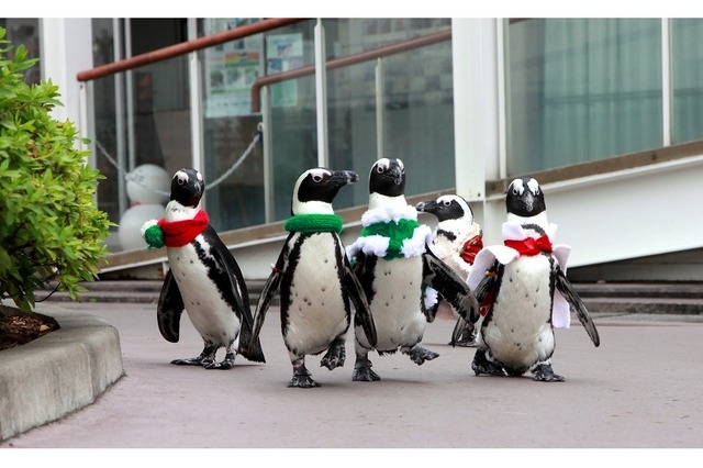 クリスマスペンギンパレード