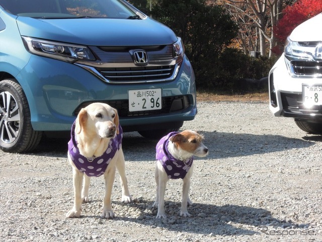 左が2代目自称自動車評論犬!?のマリア、右がララ