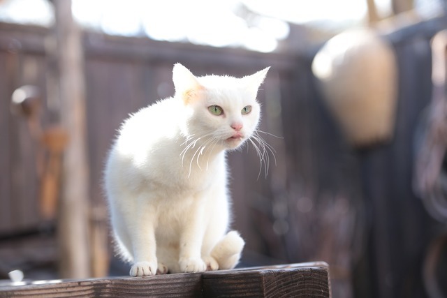 スペシャルドラマ「猫侍 玉之丞、江戸へ行く」(C)2016「猫侍SP」製作委員会　