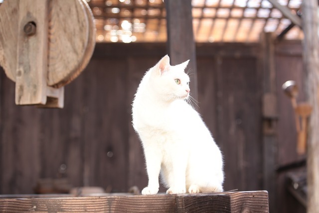 スペシャルドラマ「猫侍 玉之丞、江戸へ行く」(C)2016「猫侍SP」製作委員会　