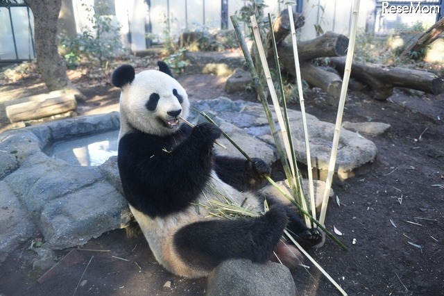 ジャイアントパンダのシンシン　写真：（公財）東京動物園協会