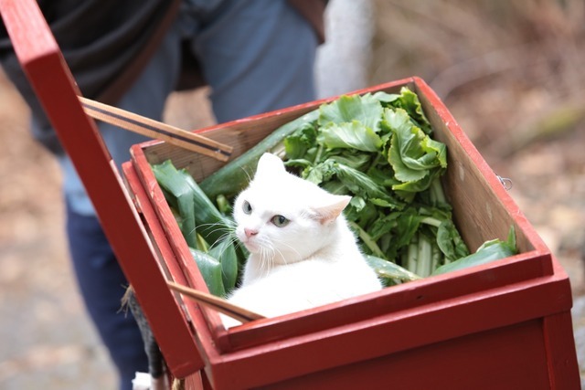 「猫侍 いやし猫DVD まるっと玉之丞」未公開写真　ー(C)2016「猫侍SP」製作委員会