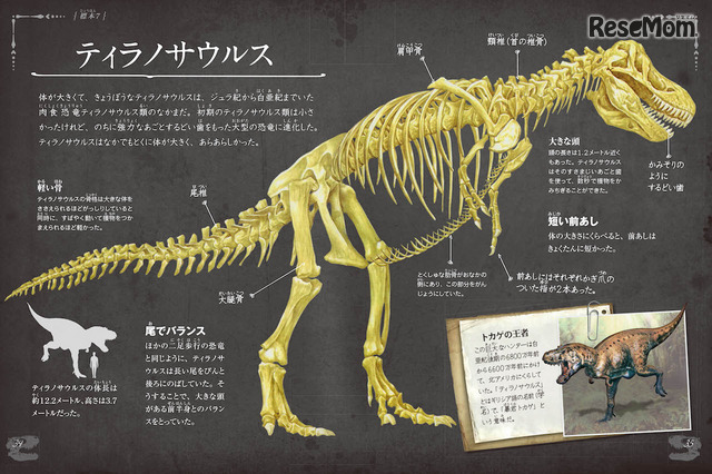 「恐竜の骨」中面イメージ