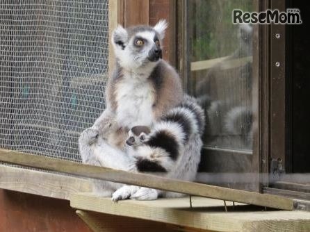 ワオキツネザルの母親と赤ちゃん　(c) 埼玉県こども動物自然公園