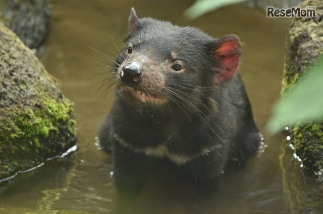 多摩動物公園「タスマニアデビル」　(c) 公益財団法人東京動物園協会