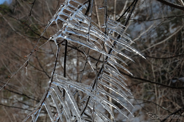 雪解け水が氷点下の気温で凍結し氷柱に。