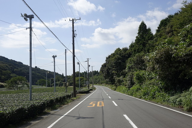 下る途中、左手には特産の茶畑が広がる